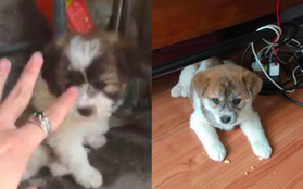 Mua hàng online được nâng lên một "tầm cao" mới: Mua chó Poodle lai Nhật giá triệu rưỡi, nhận về chó ta 1 tháng tuổi