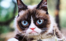 Grumpy Cat - cô mèo cáu kỉnh nhất thế giới với hơn 8 triệu người theo dõi đã qua đời