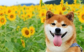 Tan chảy trước hình ảnh dễ thương của chú chó Shiba yêu hoa cỏ