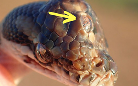 Phát hiện con trăn thảm kì lạ với 3 mắt đều nhìn thấy được ở Úc