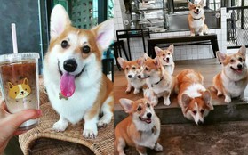 Ngắm nghía quán cà phê chó Corgi ở Thái Lan đang khiến cả MXH phát cuồng vì đáng yêu hết nấc