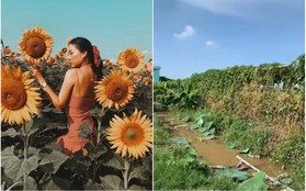 Hốt hoảng trước cảnh tượng hoang tàn của vườn hướng dương hot nhất Sài Gòn: Hoa héo úa, rác ngập tràn khắp nơi!