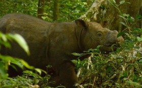 Xác nhận: Loài tê giác 2 sừng tại Malaysia đã chính thức tuyệt chủng