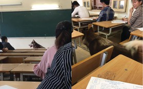 Xuất hiện bất ngờ trong lớp trong giờ kiểm tra, chú chó khiến sinh viên "hết hồn" vì tưởng trường cử giám thị kiểu mới