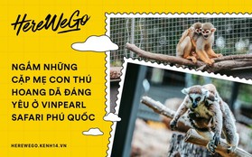 Ngắm những cặp mẹ con thú hoang dã đáng yêu ở Vinpearl Safari Phú Quốc