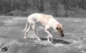 Du khách tức giận khi chỉ thấy độc một con chó nhà trong chuồng sói tại sở thú Trung Quốc