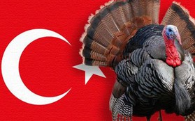 Con gà "gây lú" nhất quả đất: Người Anh gọi là Thổ Nhĩ Kỳ, nhưng người Thổ Nhĩ Kỳ lại gọi tên Ấn Độ