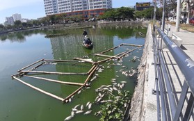 Đà Nẵng: Cá chết hàng loạt, nổi lềnh bềnh trên hồ Thạc Gián