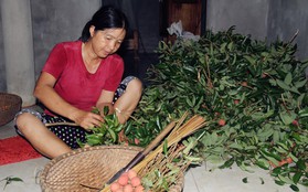 Người dân Bắc Giang dậy từ 3 giờ sáng để bẻ vải, thức xuyên đêm vặt lá cho kịp thời vụ
