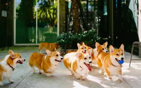 Siêu cấp dễ thương: Quán cà phê chó corgi nổi tiếng nhất Bangkok khiến dân tình phát sốt, con nào con nấy cũng "ú nu ú nần"