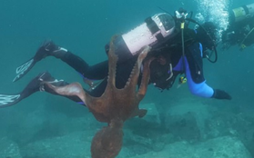 Bạch tuộc “siêu to khổng lồ” níu mãi không buông anh thợ lặn ở biển Nhật Bản khiến dân mạng vừa cười vừa sợ
