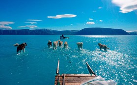 Bức ảnh chó kéo xe trên mặt nước tuyệt đẹp nhưng ẩn chứa sự thật tàn khốc về biến đổi khí hậu