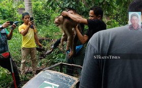 Dạy khỉ nhà trèo cây hái quả, người đàn ông bị con vật tấn công đến tử vong