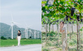 Cánh đồng quạt gió và vườn nho Ba Mọi tại Ninh Thuận: Hai địa điểm check-in "siêu to khổng lồ", lại còn miễn phí nữa chứ!