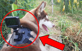 Gắn camera lên người "boss" cưng để làm vlog YouTube: Trào lưu mới đang manh nha đổ bộ Việt Nam?