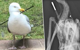 Chú hải âu đáng thương bị mũi tên bắn xuyên người nhưng ảnh chụp X quang còn tiết lộ điều đáng buồn hơn