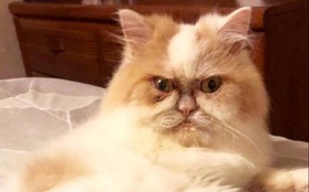 Mặt mũi lúc nào cũng "khó ở", chú mèo Ba Tư được dân mạng thích thú tôn làm Grumpy Cat thế hệ mới