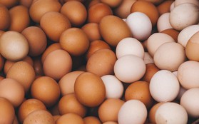 Ở Mỹ, trứng gà màu nâu đắt tiền hơn trứng gà màu trắng vì lý do này