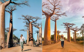 Dính lời nguyền phải "mọc ngược", rừng cây ở Madagascar nay lại trở thành điểm check-in xịn xò của giới blogger du lịch