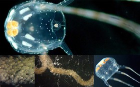 Đây là loài sứa nguy hiểm nhất, đến... tinh trùng của nó cũng có cái tên kinh dị bậc nhất toàn cõi động vật trên hành tinh