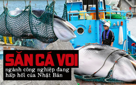 Sau 31 năm, Nhật Bản cho phép săn bắt cá voi thương mại trở lại: Bất chấp phản đối để nỗ lực hồi sinh ngành công nghiệp đang hấp hối?