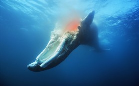 Chuyện ngày cuối đời của một con cá voi: Cái chết đau đớn tột cùng không thể tránh khỏi, nhưng lại là khởi đầu cho tương lai tốt đẹp hơn