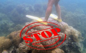 "Chỉ đặt nhẹ thanh sắt cũng khiến san hô chết đi" - Loài vật này liệu có dễ bị tổn thương đến thế?