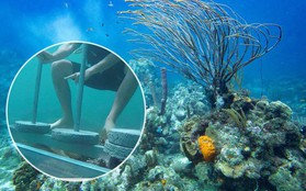 Tổ chức Sinh vật biển Việt Nam nói về việc đặt bê tông lên rạn san hô trong "Cuộc đua kỳ thú" và những quy tắc mà người lặn phải nhớ