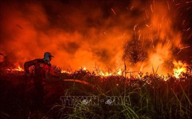 Cháy rừng trên diện rộng gây thiệt hại lớn tại Brazil