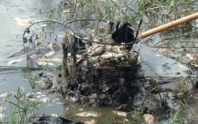 Hà Nội: Công viên Yên Sở bốc mùi nồng nặc do cá chết hàng loạt