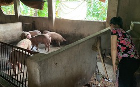 Kỳ tích: Lần đầu tiên đàn heo nhiễm dịch tả lợn Châu Phi sắp bị tiêu hủy, bất ngờ hết bệnh nhờ... ăn bã rượu