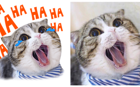Nguồn gốc bộ sticker mèo đang làm Facebook chao đảo: Cả dòng họ "boss" thần thái đỉnh cao như mẫu lookbook!