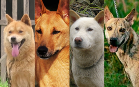 Việc gì phải chọn chó Nhật Shiba khi Việt Nam cũng có "tứ đại danh khuyển" dư sức đóng "Cậu Vàng"?