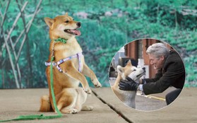 Giả thuyết về pha bẻ lái cực gắt của "Cậu Vàng" shiba: "Boss" của lão Hạc là chú chó Hachiko huyền thoại năm nào?