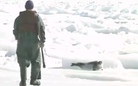 Những hình ảnh hải cẩu bị thảm sát bằng gậy gỗ và góc khuất ít người biết về công việc này tại Canada