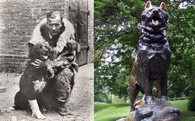 Câu chuyện có thật về 150 chú chó husky anh hùng từng cứu sống ngôi làng 10.000 người khỏi căn bệnh bạch hầu tử thần