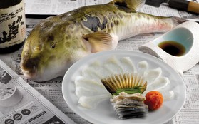 7,5 triệu đồng/100g thịt, ai mà ngờ loại cá vừa xấu xí vừa cực độc này lại đáng giá ở Nhật Bản đến thế