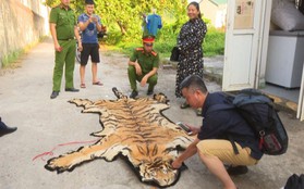 Hổ 240kg còn sống trên đường từ Nghệ An ra Quảng Ninh nấu cao