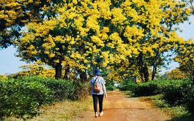 Không chịu thua kém Đà Lạt, Gia Lai cũng đang vào mùa hoa muồng vàng đẹp ngất ngây, lên hình cứ ngỡ trời thu Hàn Quốc