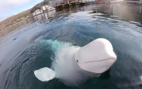 "Lỡ tay" làm rơi camera của người ta xuống nước, cậu cá voi beluga lặn xuống đáy mò tìm lại bằng được