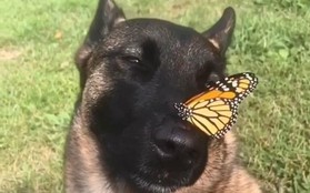 Thứ đáng yêu nhất trên Internet trong những ngày này là clip chú chó vô tư kết thân với con bướm nhỏ