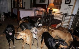 Cảm động người phụ nữ cưu mang 97 con chó trong siêu bão Dorian