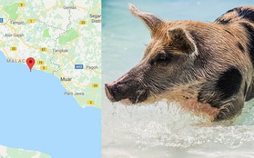 Hòn đảo đột nhiên bị cả một đội quân lợn rừng xâm chiếm, nhưng nguồn gốc của số lợn mới là thứ khiến nhiều người kinh ngạc
