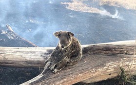 Khoảnh khắc xúc động khi gấu koala mẹ không màng đau đớn, cố bảo vệ đứa con nhỏ khỏi đám cháy xung quanh