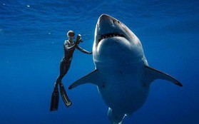 Cá mập trắng “quái vật” bất ngờ xuất hiện ngoài khơi Hawaii