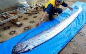Xác cá ‘rồng biển’ khiến người dân Nhật Bản lo lắng