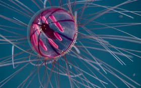 Các nhà khoa học phát hiện ra loài sứa "pháo hoa đại dương", đặt tên theo ác quỷ tóc rắn Medusa
