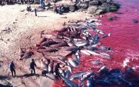 Nhật Bản: Hé lộ sự thật cảnh tàn sát cá heo khủng khiếp đang bị lên án mạnh mẽ