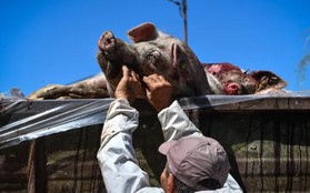 Giải pháp chống dịch tả lợn châu Phi trên thế giới