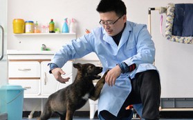 Trung Quốc nhân bản chó cảnh sát để tiết kiệm thời gian huấn luyện